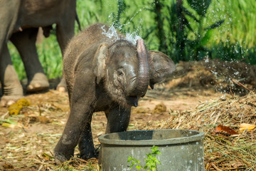 Excited baby elephant drinking water