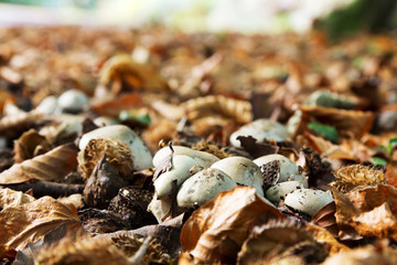Toadstool on the woodland floor in autumn