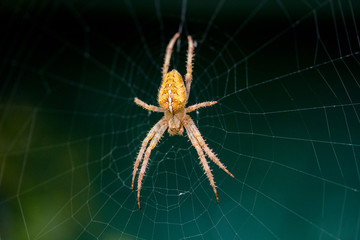 Spinne vor Fenster