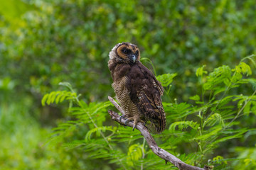 Asian Brown Wood Owl