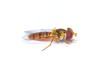 The hover fly isolated on white background.