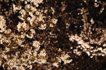 Cherry blossoms in Gion