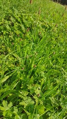 gr&uuml;ne Bergwiese 