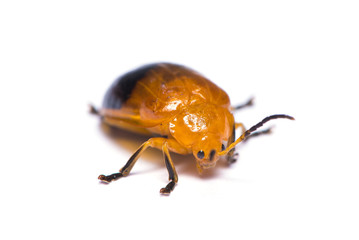 The mealybug destroyer bug isolated on the white background.