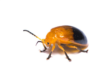 The mealybug destroyer bug isolated on the white background.