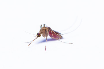The female mosquito full with the human blood isolated on the white background.