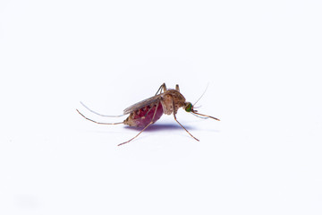 The female mosquito full with the human blood isolated on the white background.