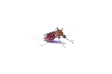 The female mosquito full with the human blood isolated on the white background.