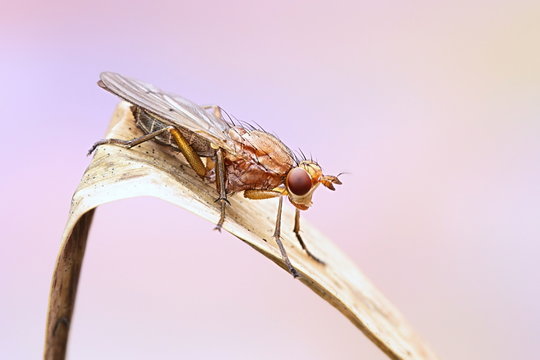 Marsh fly, Tetanocera ferruginea