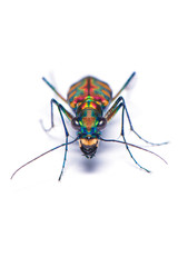 Tiger beetle bug isolated on the white background.