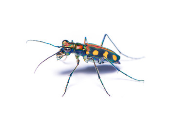 Tiger beetle bug isolated on the white background.
