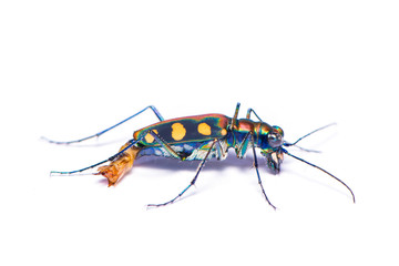 Tiger beetle bug isolated on the white background.