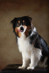 Australian Shepherd im Studio sitzend