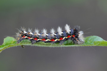 Knot grass moth caterpillar, Acronicta rumicis