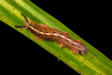 The hairy caterpillar sit on the leaf.