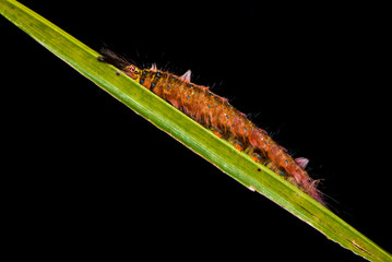 The hairy caterpillar sit on the leaf.