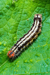 The hairy caterpillar sit on the leaf.