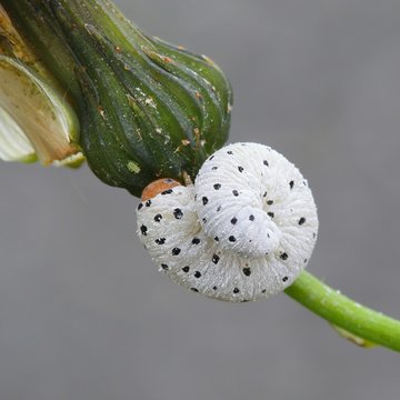 Sawfly larva, Tenthredo neobesa, feeding on field milk thistle
