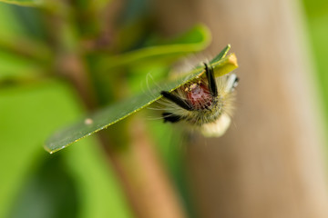 The hairy caterpillar sit on the leaf.