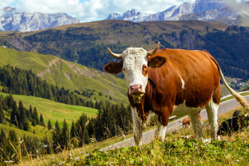 Naklejka premium italian cows on a pasture 2