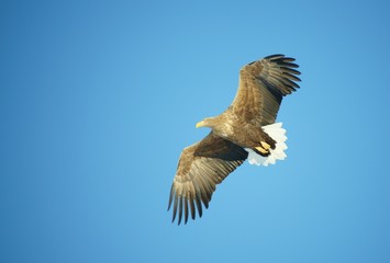 Fototapeta premium オジロワシ