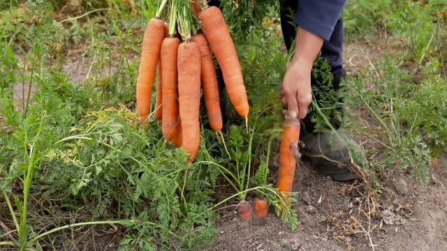 Farmer picking carrots and shows off her harvest. Close-up of the carrots and woman's hands. The woman appreciates their crop and shows thumb up