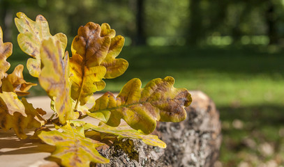 Autumn Oak Leaves On Bench