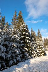 Snow covered pine trees