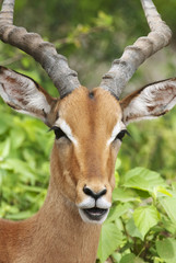 Impala, Aepyceros melampus, Kruger National Park, South Africa