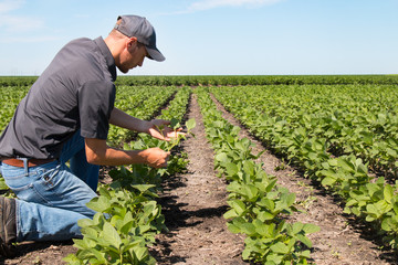 Agronomist Using a Tablet in an Agricultural Field