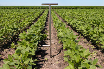 Agronomist Using a Tablet in an Agricultural Field
