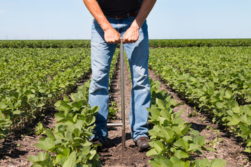 Agronomist Using a Tablet in an Agricultural Field