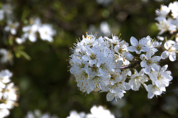 Fototapeta premium Bunch of White Plumb Blossom with green background