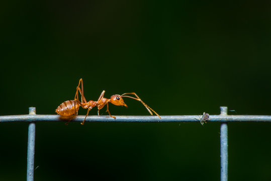 The Leafcutter Ant Walk On The Wire.