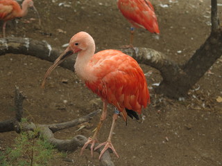 pajaro naranja