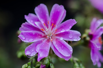 Obraz premium Blumen im Frühling im Garten.