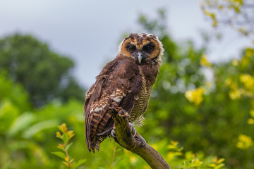 Asian Brown Wood Owl