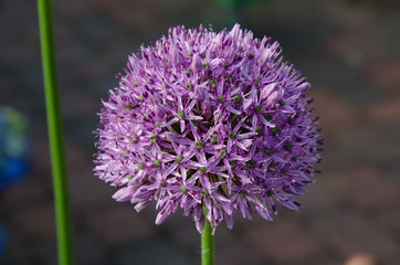Blumen im Frühling im Garten.
