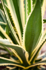 Agave Americana marginata-aurea, plant in botanical garden