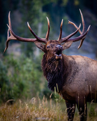 "Bugle Boy 2" Rocky Mountain National Park in Colorado is home to many amazing animals. The sun was just coming up and I found myself in the path of this intimidatingly large bull elk. 