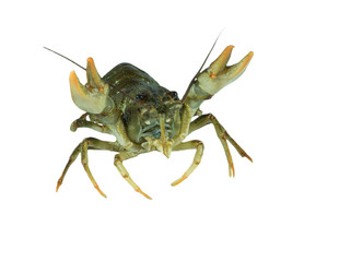 Living green crayfish isolated on white background.