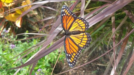 Monarch butterfly on blade of red grass