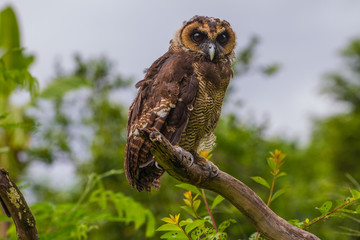 Asian Brown Wood Owl
