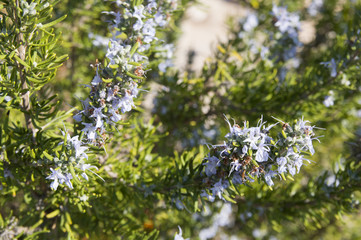 Rosemary (Rosmarinus officinalis)