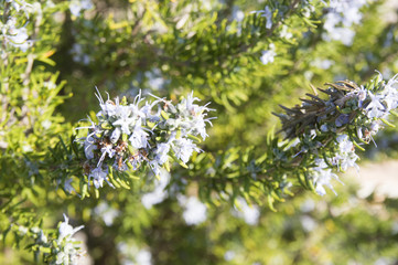 Rosemary (Rosmarinus officinalis)