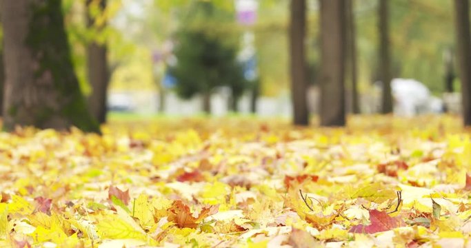 maple leaves in city park on grass autumn season