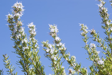 Rosemary (Rosmarinus officinalis)
