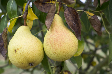 Poires