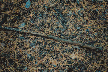 Great background texture of red fir needles