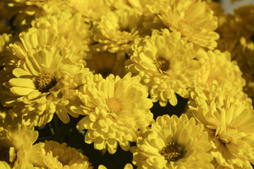 осенние цветы хризантемы